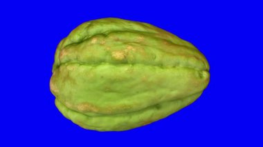 Mavi arka plan üzerinde dönen bir chayote gerçekçi render. Video sorunsuz döngü ve 3d nesnenin gerçek chayote taranır.