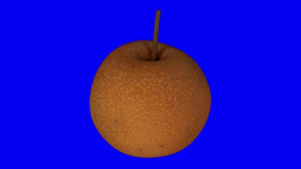 在蓝色背景下旋转亚洲梨的逼真渲染 视频是无缝循环 对象是3D 扫描从一个真正的水果 — 图库视频影像