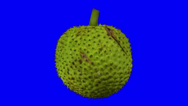 Realistische Darstellung Einer Rotierenden Brotfrucht Auf Blauem Hintergrund Das Video — Stockvideo
