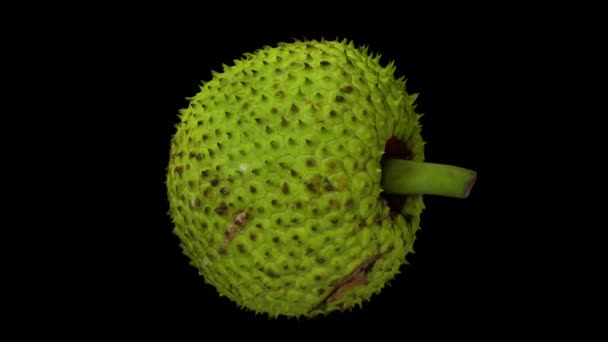 Realistic Render Rotating Breadfruit Black Background Video Seamlessly Looping Object — Stock Video