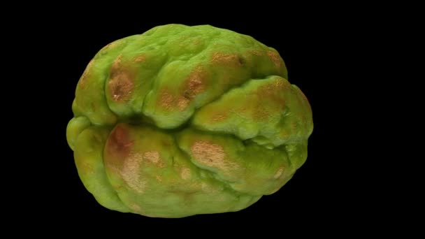 Realistic Render Rotating Chayote Black Background Video Seamlessly Looping Object — Stock Video