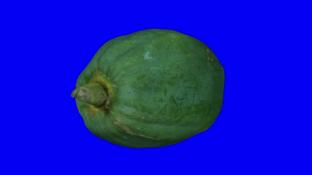 Realistische Darstellung Einer Rotierenden Grünen Unreifen Papaya Auf Blauem Hintergrund — Stockvideo