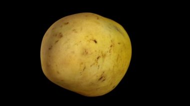 3D bir dönen render sarı (Ataulfo) mango siyah arka plan üzerine. Video sorunsuz döngü.