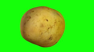 3D bir dönen render sarı (Ataulfo) mango (için yeşil ekran anahtarlama) yeşil zemin üzerine. Video sorunsuz döngü.