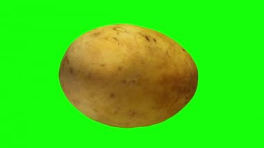 3D bir dönen render sarı (Ataulfo) mango (için yeşil ekran anahtarlama) yeşil zemin üzerine. Video sorunsuz döngü.