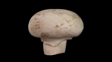 Siyah arka plan üzerine bir dönen gerçekçi render beyaz (champignon) mantar. Video sorunsuz döngü ve 3d nesne inceden inceye gözden geçirmek--dan gerçek bir mantar.