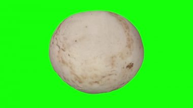 Yeşil arka plan üzerinde dönen bir gerçekçi render beyaz (champignon) mantar. Video sorunsuz döngü ve 3d nesne inceden inceye gözden geçirmek--dan gerçek bir mantar.