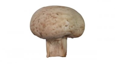 Beyaz arka plan üzerinde dönen bir gerçekçi render beyaz (champignon) mantar. Video sorunsuz döngü ve 3d nesne inceden inceye gözden geçirmek--dan gerçek bir mantar.