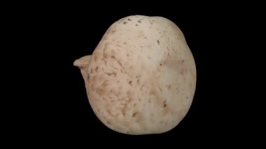 Siyah arka plan üzerine bir dönen gerçekçi render beyaz (champignon) mantar. Video sorunsuz döngü ve 3d nesne inceden inceye gözden geçirmek--dan gerçek bir mantar.