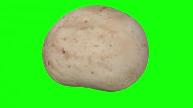 Yeşil arka plan üzerinde dönen bir gerçekçi render beyaz (champignon) mantar. Video sorunsuz döngü ve 3d nesne inceden inceye gözden geçirmek--dan gerçek bir mantar.