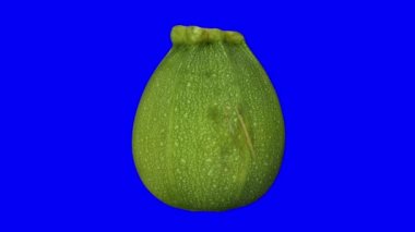 Mavi arka plan üzerinde dönen yuvarlak kabak (