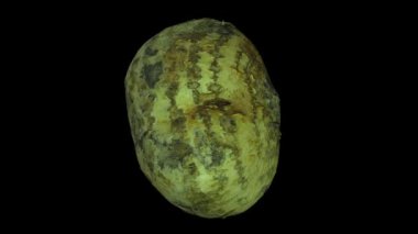 Siyah arka plan üzerine dönen Meksika şalgam (Jicama) gerçekçi render. Video sorunsuz döngü ve 3d nesne inceden inceye gözden geçirmek--dan gerçek Meksika bir şalgam.