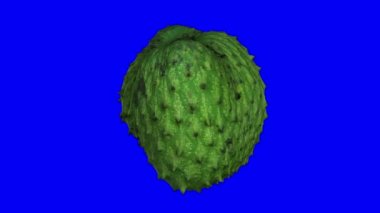 Gerçekçi render mavi arka plan üzerinde dönen bir soursop (graviola). Video sorunsuz döngü ve 3d nesnenin gerçek bir soursop taranır.