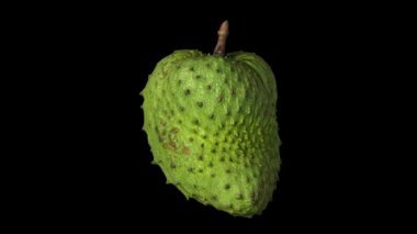 Siyah arka plan üzerinde dönen bir soursop (graviola) gerçekçi render. Video sorunsuz döngü ve 3d nesnenin gerçek bir soursop taranır.