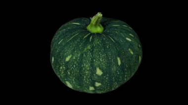 Siyah arka plan üzerinde dönen bir kabocha Squash gerçekçi render. Video sorunsuz döngü ve 3d nesne gerçek bir squash taranan.
