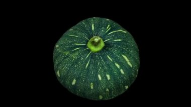Siyah arka plan üzerinde dönen bir kabocha Squash gerçekçi render. Video sorunsuz döngü ve 3d nesne gerçek bir squash taranan.