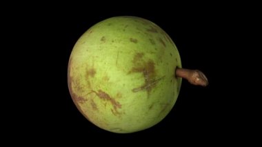 Siyah arka plan üzerine dönen yıldız apple (yeşil deri çeşitli) gerçekçi render. Video sorunsuz döngü ve 3d nesnenin gerçek bir star Apple'dan taranır.