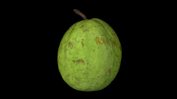 Realistic Render Rotating Guava Black Background Video Seamlessly Looping Object — Stock Video