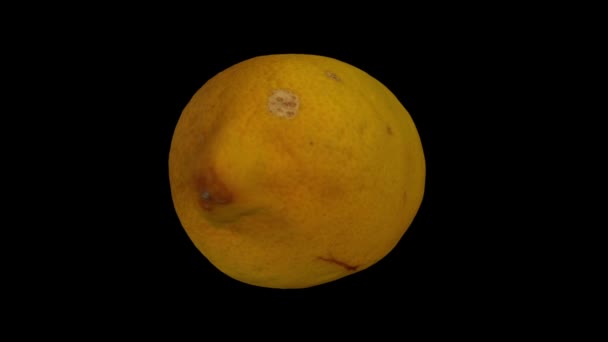 Realistické Vykreslení Rotující Citronu Černém Pozadí Video Bezproblémově Opakování Objektu — Stock video
