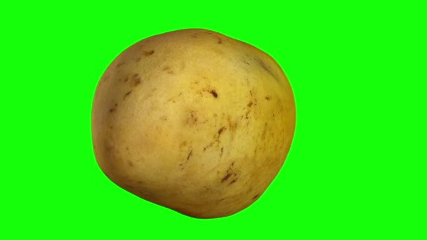 Render Rotating Yellow Ataulfo Mango Green Background Green Screen Keying — Stock Video