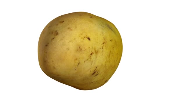 Činí Rotující Yellow Ataulfo Mango Bílém Pozadí Video Bezproblémově Opakování — Stock video