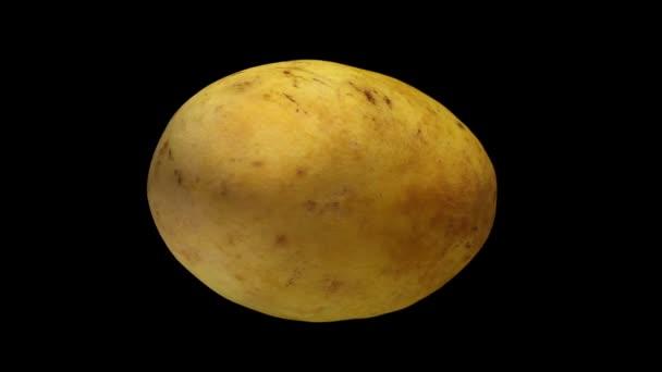 Činí Rotující Yellow Ataulfo Mango Černém Pozadí Video Bezproblémově Opakování — Stock video