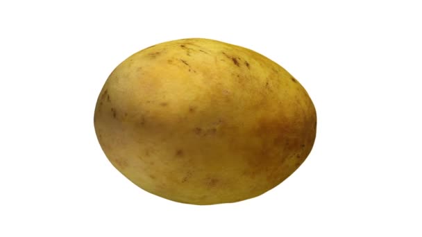 Činí Rotující Yellow Ataulfo Mango Bílém Pozadí Video Bezproblémově Opakování — Stock video