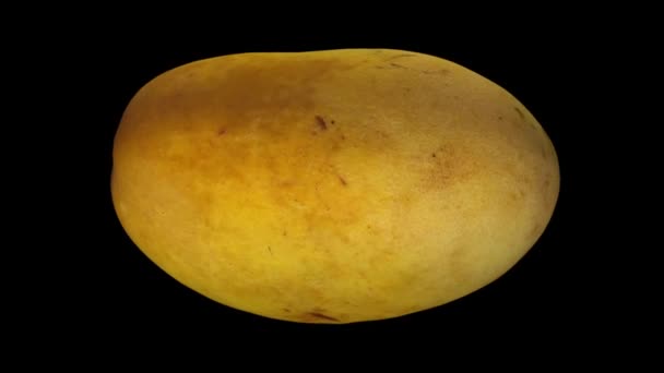 Činí Rotující Yellow Ataulfo Mango Černém Pozadí Video Bezproblémově Opakování — Stock video