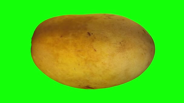 Činí Rotující Yellow Ataulfo Mango Zeleném Pozadí Pro Klíčování Zelené — Stock video