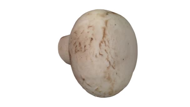 Realistische Darstellung Eines Rotierenden Weißen Champignon Pilzes Auf Weißem Hintergrund — Stockvideo