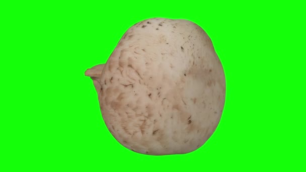 在绿色背景下旋转白色 蘑菇的逼真渲染 视频是无缝循环的 对象是从一个真正的蘑菇扫描 — 图库视频影像