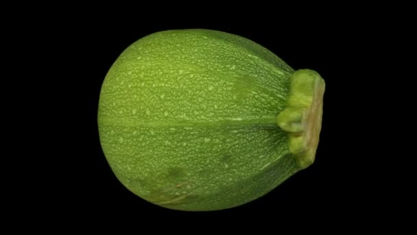 Rendement Réaliste Une Courgette Ronde Tournante Variété Ronde Nice Sur — Video