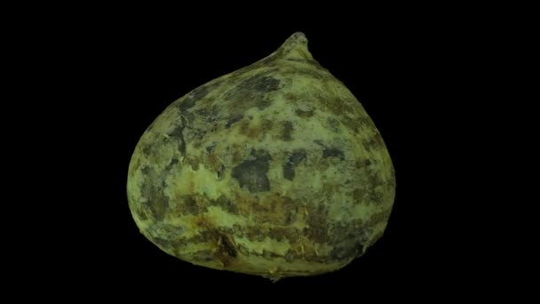 Realistic Render Rotating Mexican Turnip Jicama Black Background Video Seamlessly — Stock Video