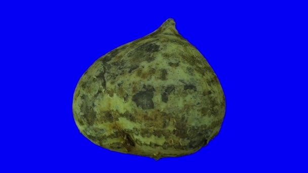 Realistic Render Rotating Mexican Turnip Jicama Blue Background Video Seamlessly — Stock Video