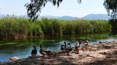 Sokak kazlar Akdeniz nehir dinlenme bir kaz sürüsü.