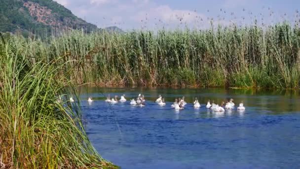 Paddling Herrelösa Gäss Simning Vid Medelhavet Flod — Stockvideo