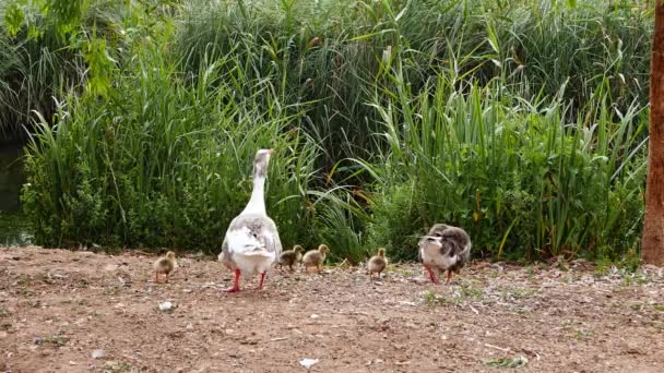 Close Shot Van Een Moeder Gans Met Haar Goslings Een — Stockvideo