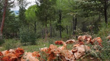 Sonbaharda çekilen Akdeniz çam ormanlarından bir klip.