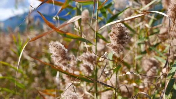 秋に撮影された地中海湿地からの葦の梅のショットを閉じます — ストック動画