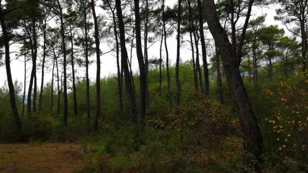 Een Fragment Uit Mediterrane Dennenbossen Opgenomen Herfst — Stockvideo