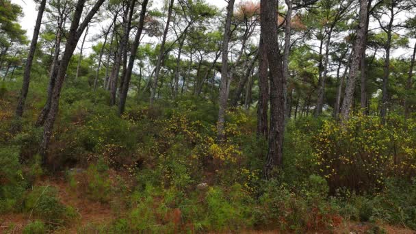 Sebuah Klip Dari Hutan Pinus Mediterania Ditembak Musim Gugur — Stok Video