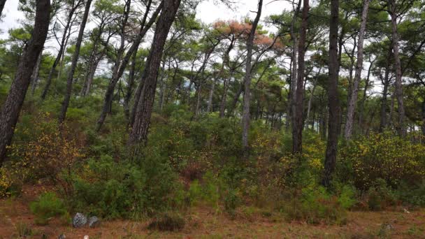 Een Fragment Uit Mediterrane Dennenbossen Opgenomen Herfst — Stockvideo