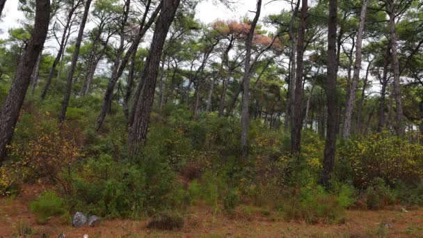 Clip Mediterranean Pine Forests Shot Autumn — Stock Video