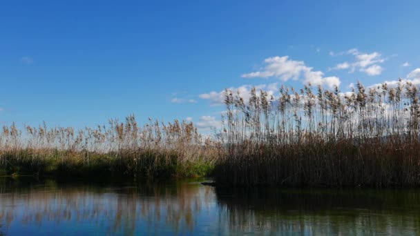 Μια Άποψη Από Ένα Ποτάμι Της Μεσογείου Και Έλη Γύρω — Αρχείο Βίντεο