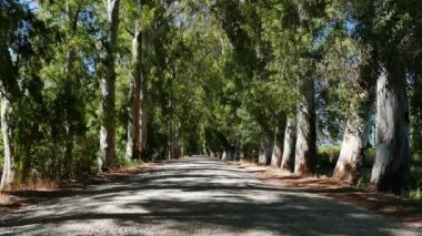 Ege yolundan bir manzara, okaliptüs ağaçlarıyla çevrili. Büyüyen ağaçlar bölgeyi neredeyse tek şeride indirdikten sonra yol yakınlardaki yeni bir yol ile değiştirildi..