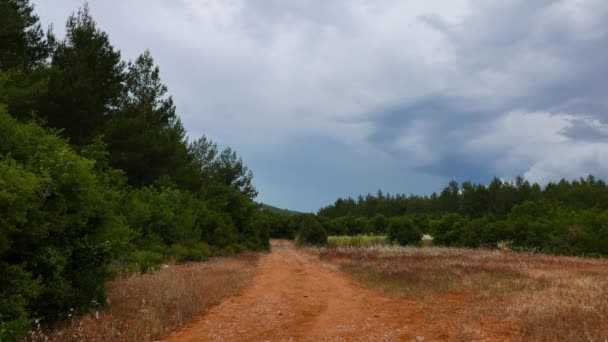 Una Clip Dalle Pinete Mediterranee Scattata Una Giornata Nuvolosa — Video Stock