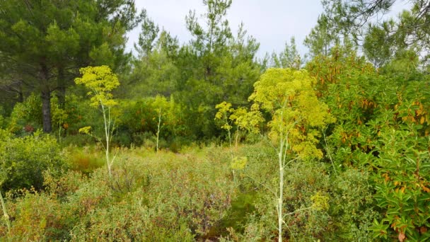 Clip Lush Mediterranean Pine Forests — Stock Video