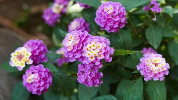 Крупный План Фиолетового Белого Цветов Lantana Camara Весной — стоковое видео