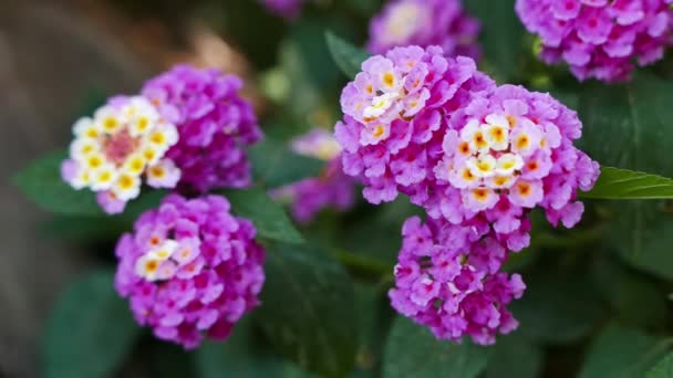 Een Close Shot Van Een Paarse Witte Gekleurde Lantana Camara — Stockvideo