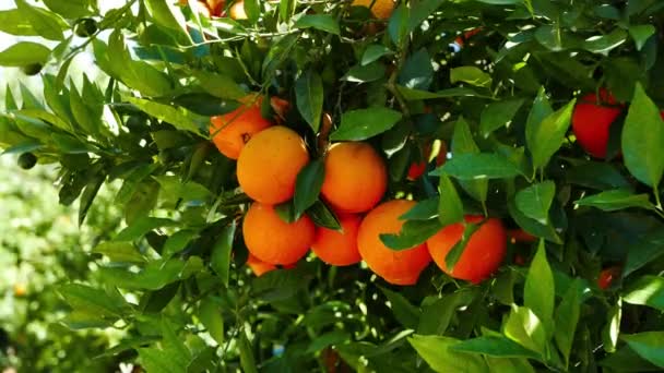 Trago Naranjas Maduras Verdes Juntas Árbol Tomado Huerto Mediterráneo Primavera — Vídeo de stock